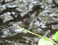 Smoky Rubyspot, Hetaerina titia