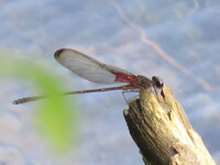 Smoky Rubyspot, Hetaerina titia