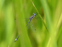 Southern Spreadwing, Lestes australis