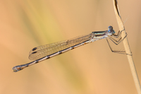 Southern Spreadwing, Lestes australis