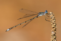 Southern Spreadwing, Lestes australis