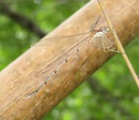 Slender Spreadwing, Lestes rectangularis