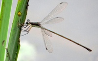 Swamp Spreadwing, Lestes vigilax