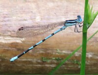 Seepage Dancer, Argia bipunctulata