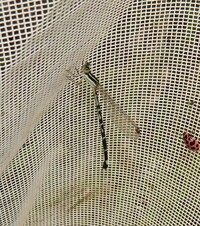 Seepage Dancer, Argia bipunctulata