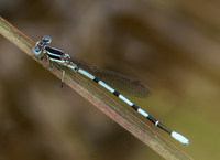 Seepage Dancer, Argia bipunctulata