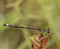 Seepage Dancer, Argia bipunctulata