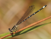 Seepage Dancer, Argia bipunctulata