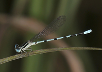 Seepage Dancer, Argia bipunctulata