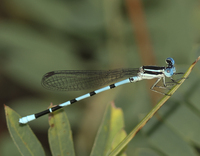 Seepage Dancer, Argia bipunctulata