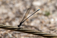 Blue-tipped Dancer, Argia tibialis