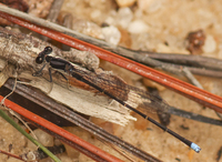 Blue-tipped Dancer, Argia tibialis