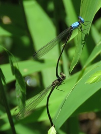 Blue-fronted Dancer, Argia apicalis