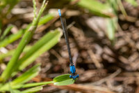 Blue-fronted Dancer, Argia apicalis