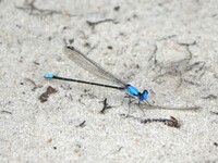 Blue-fronted Dancer, Argia apicalis