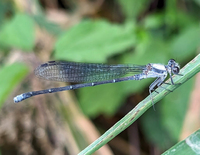 Powdered Dancer, Argia moesta