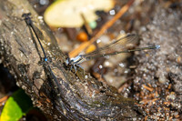 Powdered Dancer, Argia moesta
