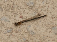 Powdered Dancer, Argia moesta