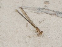 Blue-ringed Dancer, Argia sedula