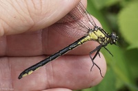 Sable Clubtail, Stenogomphurus rogersi