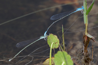 Attenuated Bluet, Enallagma daeckii