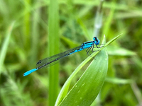 Azure Bluet, Enallagma aspersum