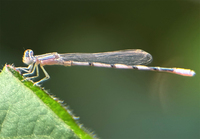 Double-striped Bluet, Enallagma basidens