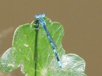 Double-striped Bluet, Enallagma basidens