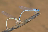 Familiar Bluet, Enallagma civile
