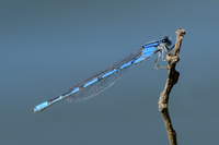 Familiar Bluet, Enallagma civile