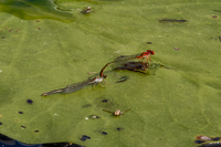 Cherry Bluet, Enallagma concisum