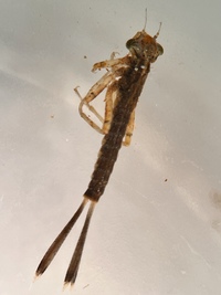 Turquoise Bluet, Enallagma divagans