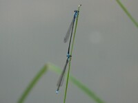 Turquoise Bluet, Enallagma divagans