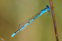 Atlantic Bluet, Enallagma doubledayi