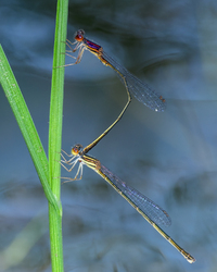 Burgundy Bluet, Enallagma dubium