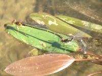 Orange Bluet, Enallagma signatum