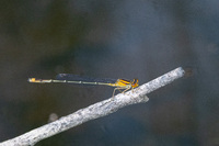 Orange Bluet, Enallagma signatum