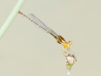 Orange Bluet, Enallagma signatum