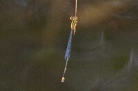 Orange Bluet, Enallagma signatum