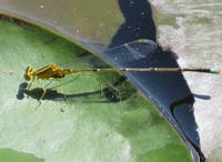 Vesper Bluet, Enallagma vesperum