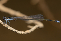 Blackwater Bluet, Enallagma weewa