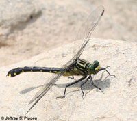 Cobra Clubtail, Gomphurus vastus
