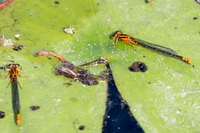 Lilypad Forktail, Ischnura kellicotti