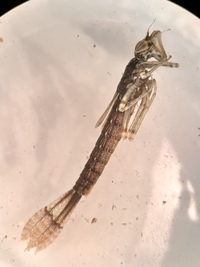Fragile Forktail, Ischnura posita