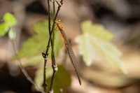 Furtive Forktail, Ischnura prognata