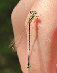 Furtive Forktail, Ischnura prognata