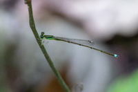 Furtive Forktail, Ischnura prognata