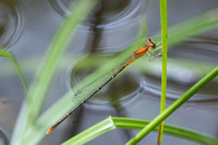 Furtive Forktail, Ischnura prognata