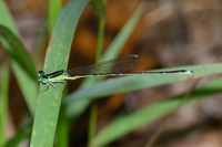 Furtive Forktail, Ischnura prognata