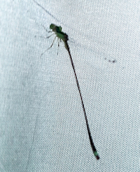 Furtive Forktail, Ischnura prognata
